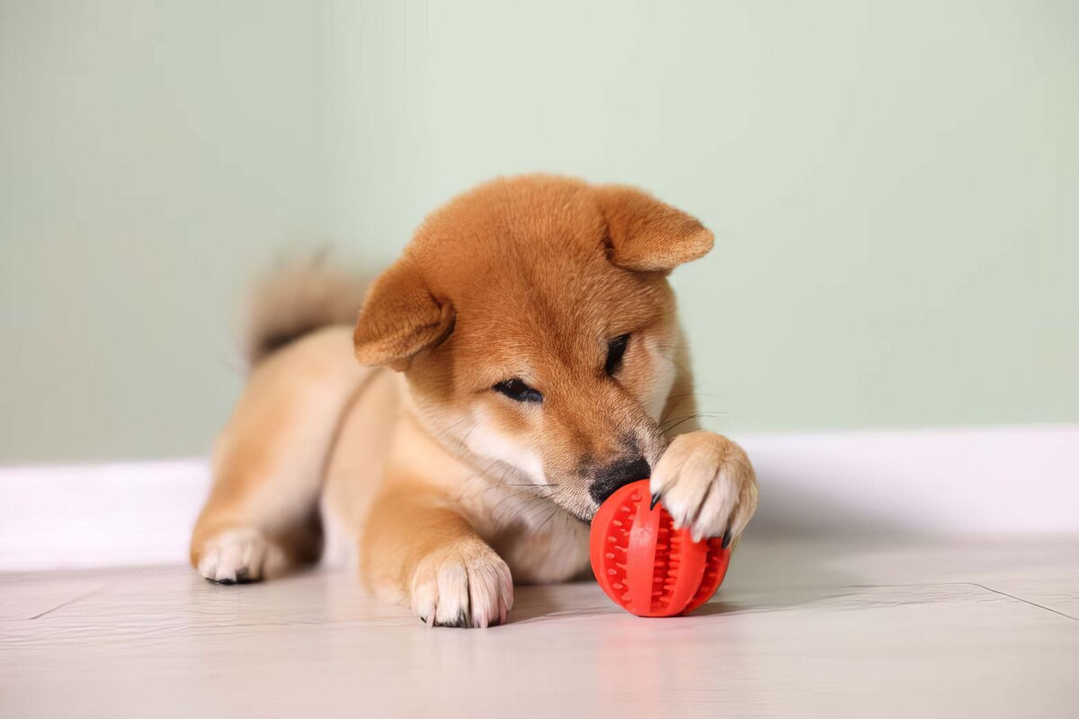Top Dog Daycare & Hotel
