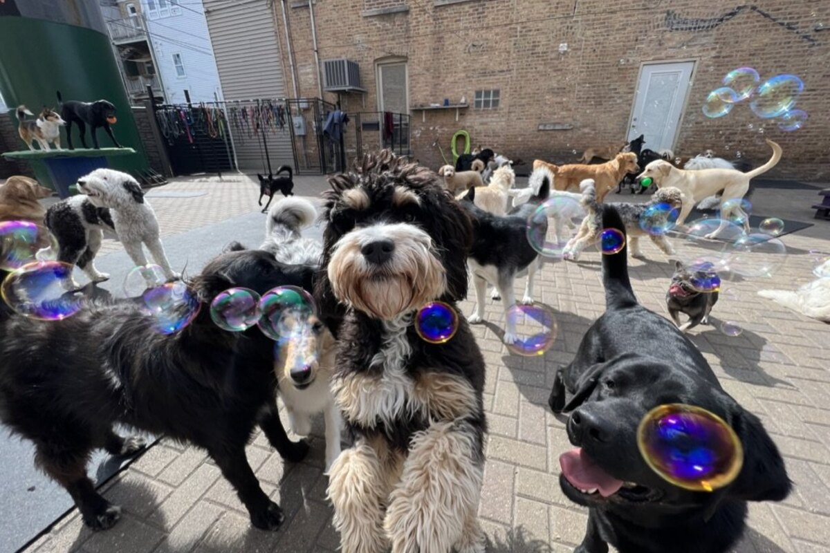 Zen Dogs Chicago